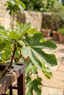 Ficus carica 'Brown Turkey' draagbeugel 100 cm C7,5