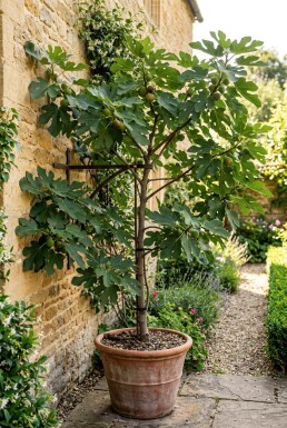 Ficus carica 'Gustis® TwoTimer®' draagbeugel 100 cm C7,5