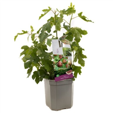 Ficus carica 'Gustis® TwoTimer®' draagbeugel 100 cm C7,5