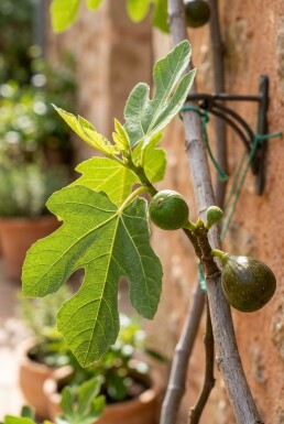Ficus carica 'Gustis® TwoTimer®' draagbeugel 100 cm C7,5