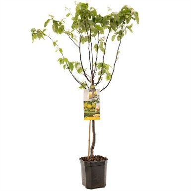 Cydonia oblonga halfstam 150 cm C7,5