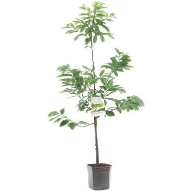 Castanea sativa laagstam stamhoogte 80 cm C7,5