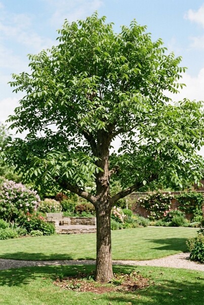 Juglans regia 'Buccaneer' beveerd 200 cm C7,5