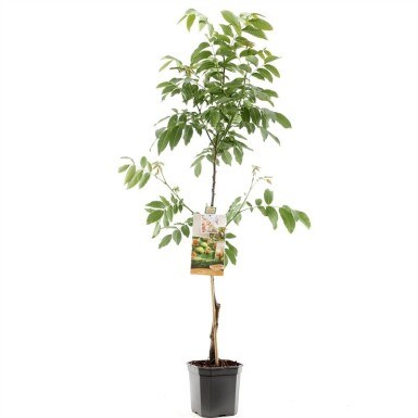 Juglans regia 'Buccaneer' beveerd 200 cm C7,5