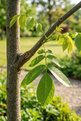 Juglans regia 'Buccaneer' beveerd 200 cm C7,5