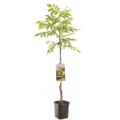 Juglans regia 'Broadview' beveerd 200 cm C7,5