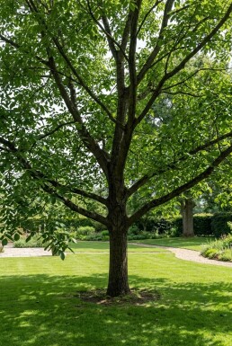 Juglans regia 'Broadview' beveerd 200 cm C7,5