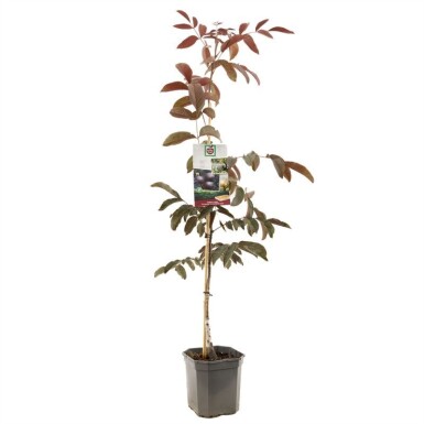 Juglans regia 'Purpurea' beveerd 200 cm C7,5