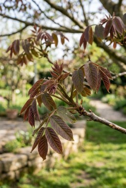 Juglans regia 'Purpurea' beveerd 200 cm C7,5