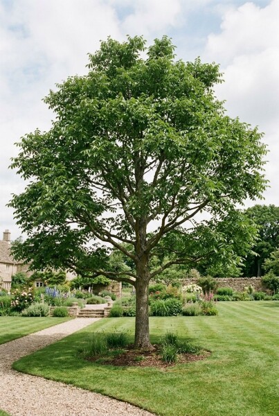 Juglans regia 'Lange van Lod' beveerd 200 cm C7,5