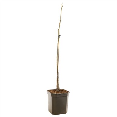 Juglans regia 'Lange van Lod' beveerd 200 cm C7,5