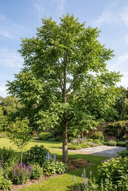 Juglans regia 'Lange van Lod' beveerd 200 cm C7,5