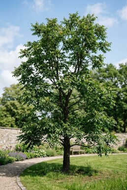 Juglans ailantifolia 'Imshu' beveerd 200 cm C7,5