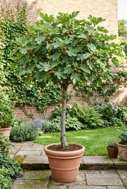 Ficus carica 'Brown Turkey' op stam 70 cm C9