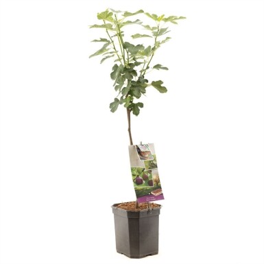 Ficus carica 'Brown Turkey' op stam 70 cm C9