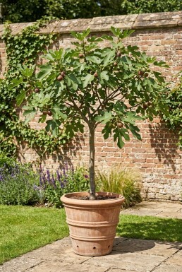 Ficus carica 'Brown Turkey' op stam 70 cm C9
