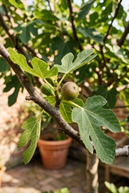 Ficus carica 'Brown Turkey' op stam 70 cm C9