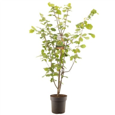 Corylus avellana 'Webb's Prize Cob' Struik 50 cm C9
