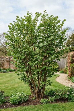 Corylus avellana 'Webb's Prize Cob' Struik 50 cm C9