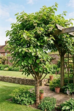 Actinidia arguta 'Jumbo' gestokt 70 cm C2