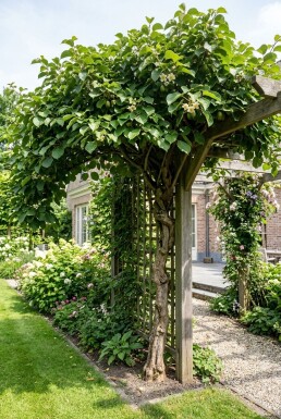 Actinidia arguta 'Jumbo' gestokt 70 cm C2