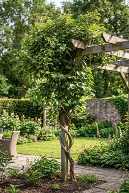 Actinidia arguta 'Weiki' gestokt 70 cm C2