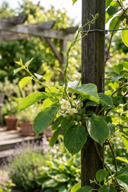 Actinidia arguta 'Weiki' gestokt 70 cm C2