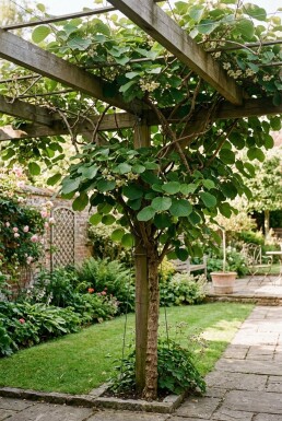 Actinidia deliciosa 'Boskoop' gestokt 150-175 cm C5