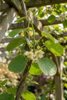 Actinidia deliciosa 'Boskoop' gestokt 150-175 cm C5