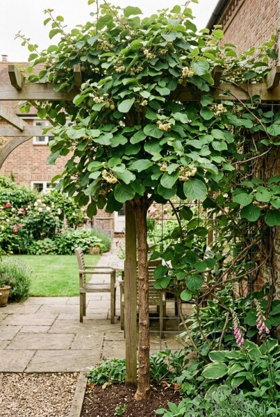 Actinidia deliciosa 'Boskoop' gestokt 70 cm C2