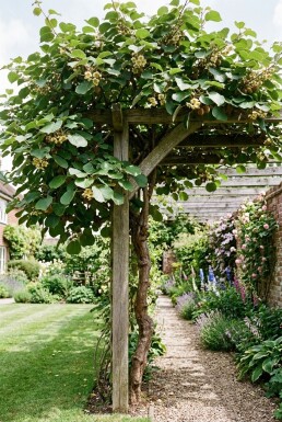 Actinidia deliciosa 'Hayward' op stam 150-175 cm C5