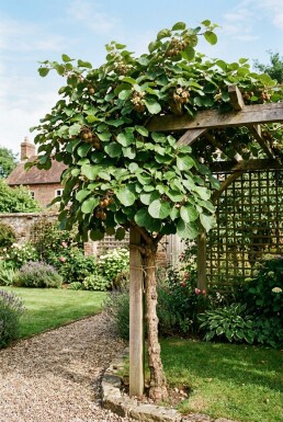 Actinidia deliciosa 'Hayward' gestokt 80-100 cm C2