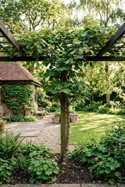 Actinidia deliciosa 'Jenny' gestokt 70 cm C2