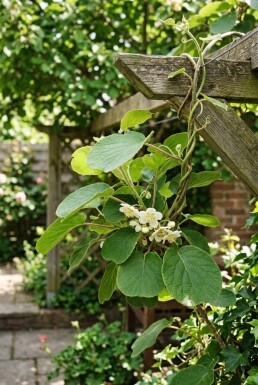 Actinidia deliciosa 'Jenny' gestokt 70 cm C2