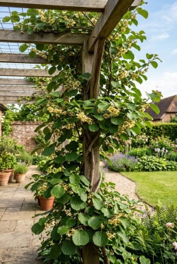 Actinidia deliciosa Solissimo® gestokt 70 cm C2