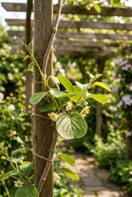 Actinidia deliciosa Solissimo® gestokt 70 cm C2
