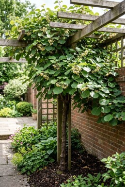 Actinidia deliciosa 'Solo' gestokt 80-100 cm C2