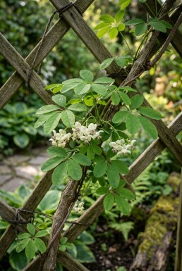 Akebia quinata 'Cream Form' gestokt 70 cm C2