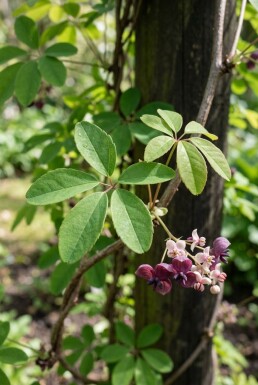 Akebia quinata gestokt 150-175 cm C5