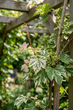Ampelopsis glandulosa 'Elegans' gestokt 70 cm C2