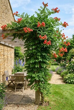 Campsis radicans 'Flamenco' gestokt 70 cm C2
