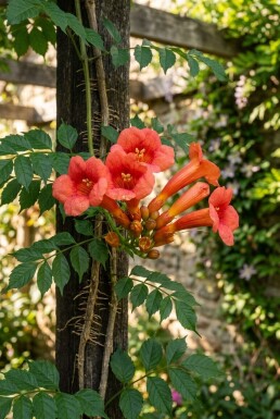 Campsis radicans 'Flamenco' gestokt 70 cm C2
