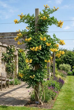Campsis radicans 'Flava' gestokt 70 cm C2