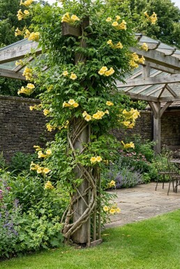 Campsis radicans 'Flava' gestokt 70 cm C2