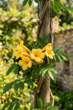 Campsis radicans 'Flava' gestokt 70 cm C2