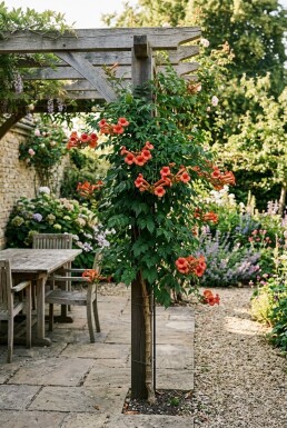 Campsis radicans gestokt 70 cm C2
