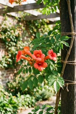 Campsis radicans gestokt 70 cm C2