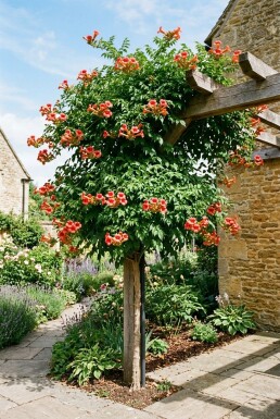 Campsis tagliabuana 'Mme Galen' gestokt 70 cm C2