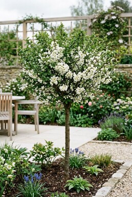 Chaenomeles speciosa 'Nivalis' gestokt 70 cm C2