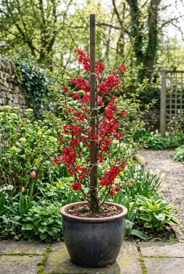 Chaenomeles superba 'Crimson and Gold' gestokt 70 cm C2
